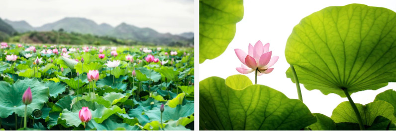 Lotus Leaf.jpg